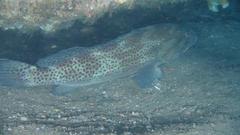 Epinephelus andersoni