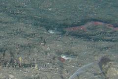 Valenciennea helsdingenii