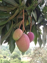 Mangifera indica image
