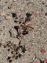 Polycarpon tetraphyllum tetraphyllum