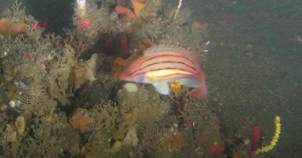 Threelined hogfish (Bodianus trilineatus) — Labridae