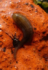 Erpobdellidae