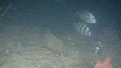 Diplodus hottentotus