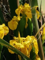 Iris pseudacorus