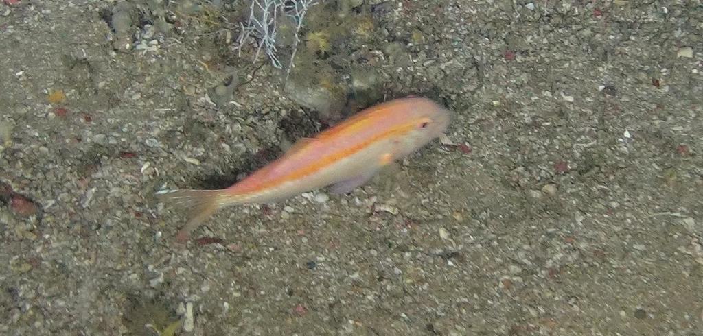 Fraser's Goatfish