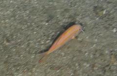 Parupeneus fraserorum