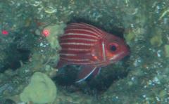 Sargocentron diadema