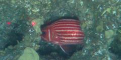 Sargocentron diadema