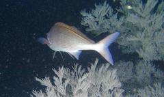 Chirodactylus jessicalenorum