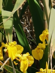 Iris pseudacorus