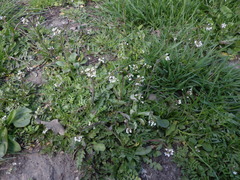 Capsella bursa-pastoris