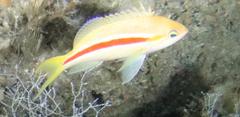 Pseudanthias gibbosus