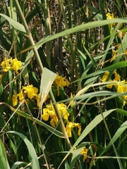 Iris pseudacorus