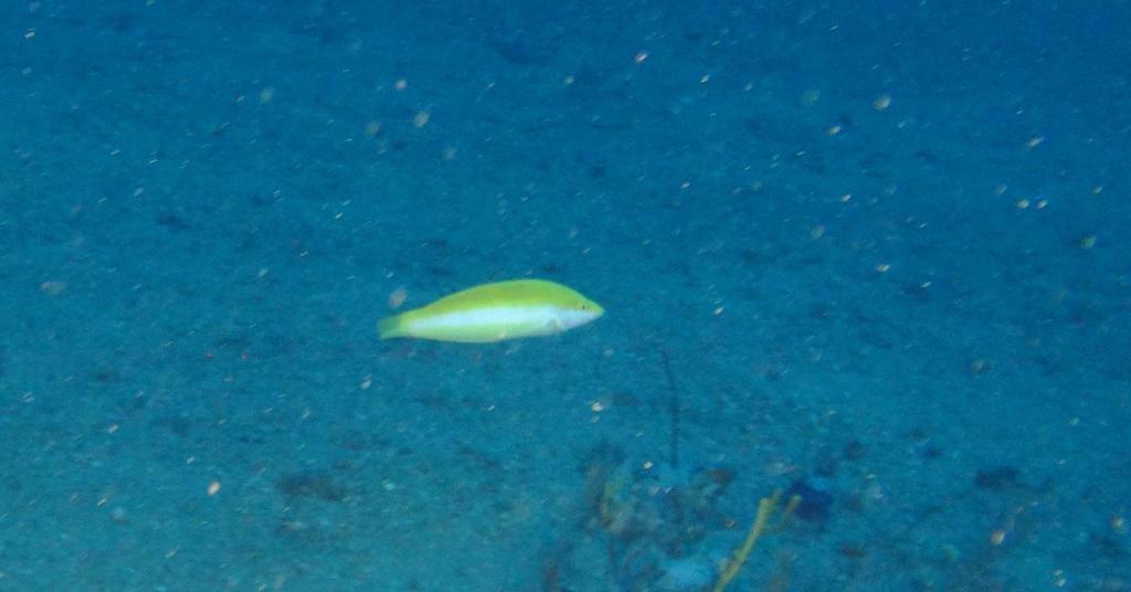 Yellow Coris