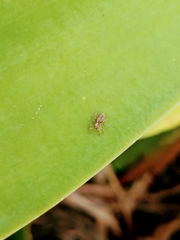 Euophryini