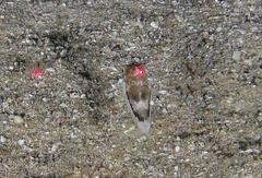 Canthigaster punctata