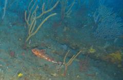 Chelidonichthys capensis