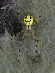 Phylloneta pictipes