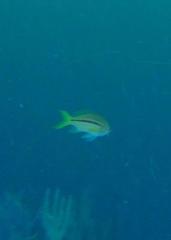 Pseudanthias gibbosus