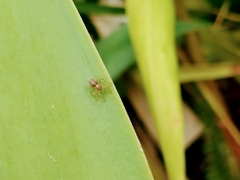 Euophryini
