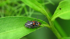 Disonycha pensylvanica