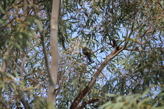 Platycercus elegans adelaidae