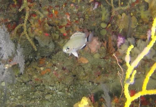 Woods' chromis (Chromis woodsi) — Pomacentridae