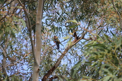 Platycercus elegans adelaidae