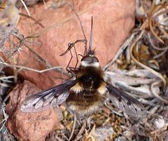 Bombylius albicapillus