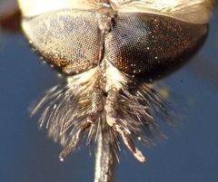 Bombylius albicapillus