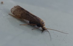 Hydropsychoidea