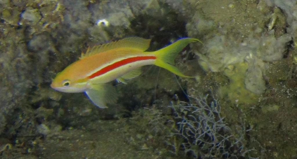 One-Stripe Anthias