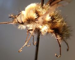 Bombylius albicapillus