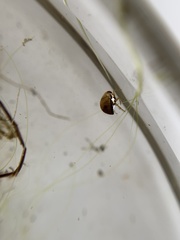 Neoplea striola