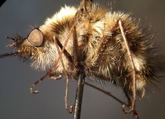 Bombylius albicapillus