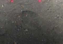 Swio Flounder photo 3
