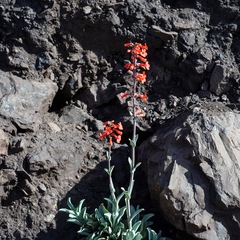 Penstemon superbus