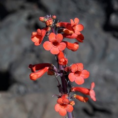 Penstemon superbus