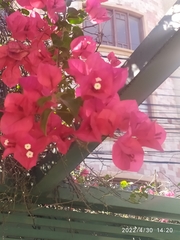 Bougainvillea
