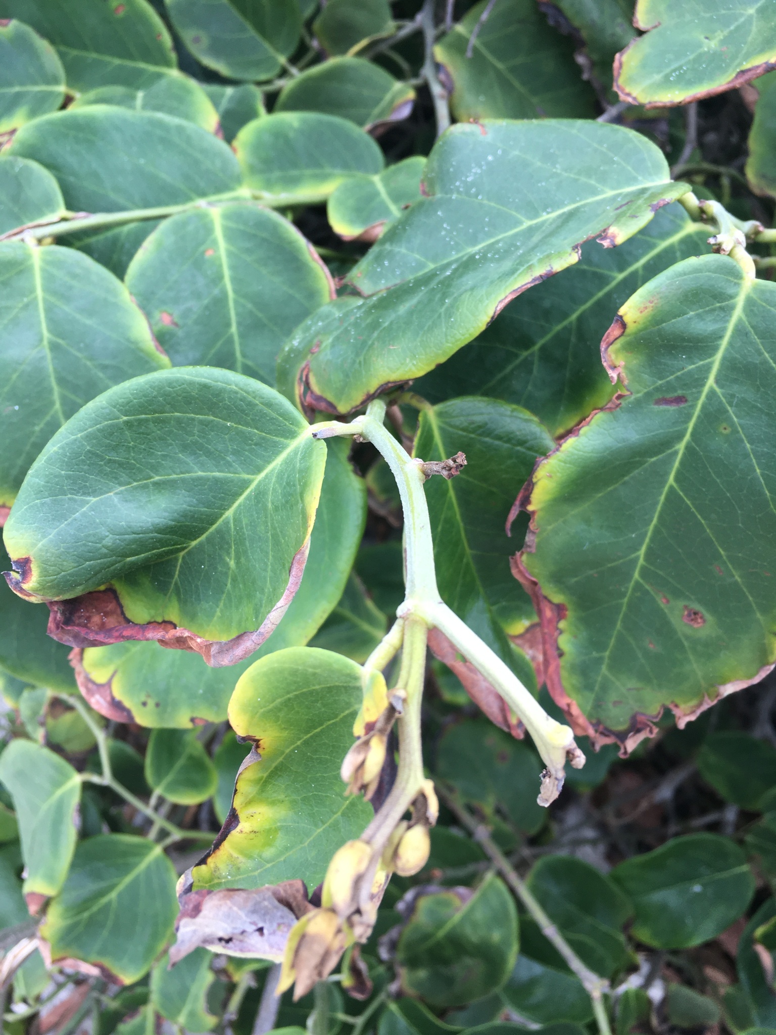 Dalbergia ecastaphyllum
