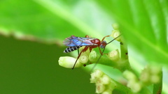 Pimpla marginella