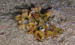 Pristigenys refulgens