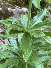 Lilium humboldtii humboldtii