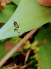 Leucauge volupis