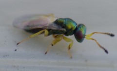 Mesopolobus tibialis
