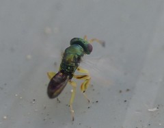 Mesopolobus tibialis