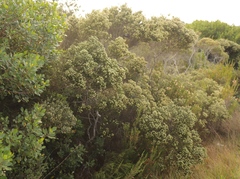 Phylica axillaris maritima