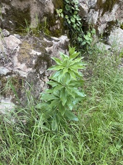 Lilium humboldtii humboldtii