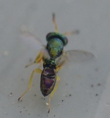 Mesopolobus tibialis