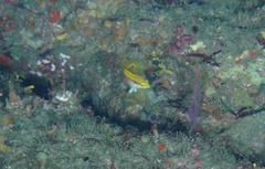 Bodianus bimaculatus